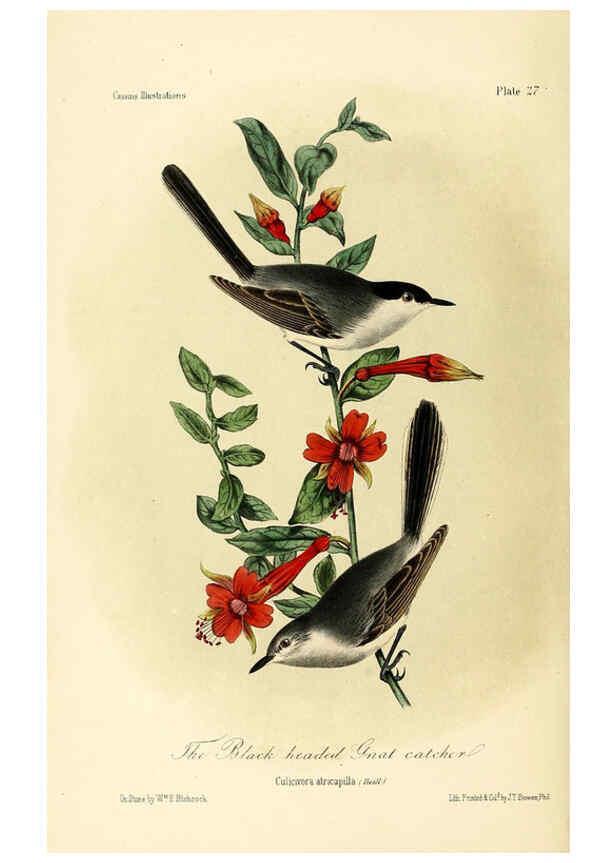 Reproducción/Reproduction 6306012781: Illustrations of the birds of California, Texas, Oregon, British and Russian America Philadelphia: :J.B. Lippincott & Co.,1862