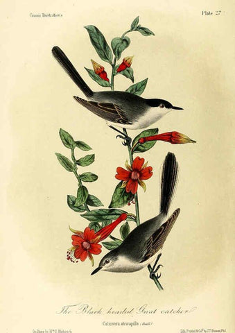 Reproducción/Reproduction 6306012781: Illustrations of the birds of California, Texas, Oregon, British and Russian America Philadelphia: :J.B. Lippincott & Co.,1862