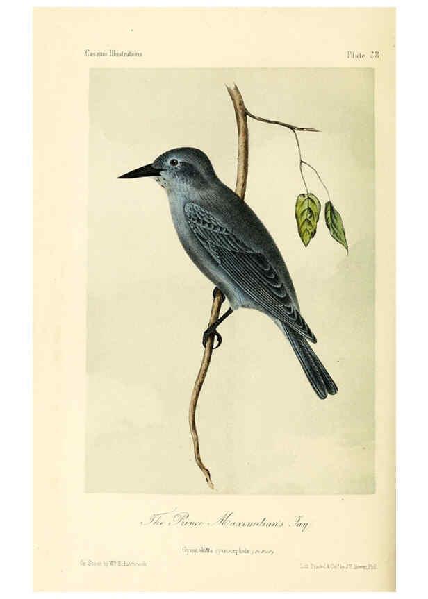 Reproducción/Reproduction 6306013283: Illustrations of the birds of California, Texas, Oregon, British and Russian America Philadelphia: :J.B. Lippincott & Co.,1862