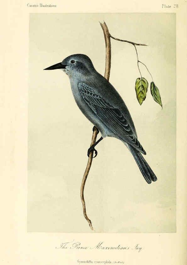 Reproducción/Reproduction 6306013283: Illustrations of the birds of California, Texas, Oregon, British and Russian America Philadelphia: :J.B. Lippincott & Co.,1862