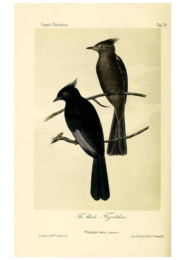 Reproducción/Reproduction 6306537388: Illustrations of the birds of California, Texas, Oregon, British and Russian America Philadelphia: :J.B. Lippincott & Co.,1862