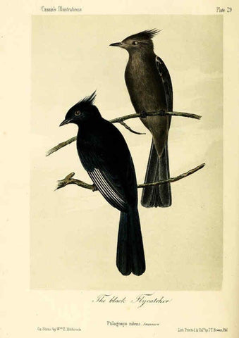 Reproducción/Reproduction 6306537388: Illustrations of the birds of California, Texas, Oregon, British and Russian America Philadelphia: :J.B. Lippincott & Co.,1862
