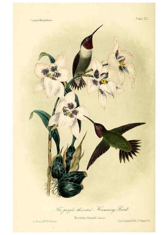Reproducción/Reproduction 6306535052: Illustrations of the birds of California, Texas, Oregon, British and Russian America Philadelphia: :J.B. Lippincott & Co.,1862