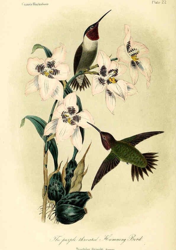 Reproducción/Reproduction 6306535052: Illustrations of the birds of California, Texas, Oregon, British and Russian America Philadelphia: :J.B. Lippincott & Co.,1862