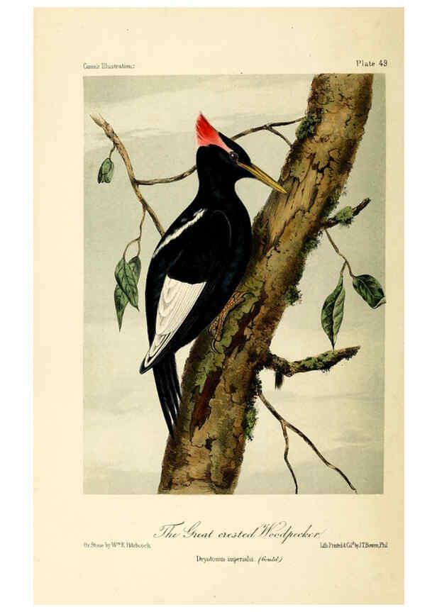 Reproducción/Reproduction 6306542762: Illustrations of the birds of California, Texas, Oregon, British and Russian America Philadelphia: :J.B. Lippincott & Co.,1862