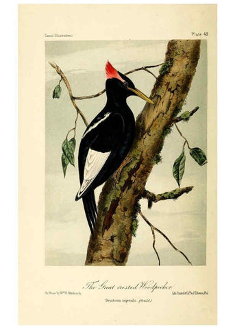 Reproducción/Reproduction 6306542762: Illustrations of the birds of California, Texas, Oregon, British and Russian America Philadelphia: :J.B. Lippincott & Co.,1862
