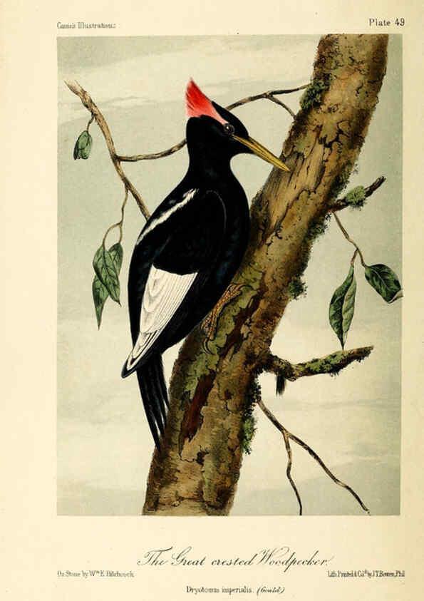 Reproducción/Reproduction 6306542762: Illustrations of the birds of California, Texas, Oregon, British and Russian America Philadelphia: :J.B. Lippincott & Co.,1862