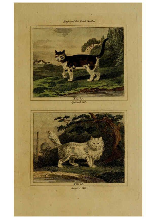 Reproducción/Reproduction 6306327070: Buffon's Natural history. v.6. London:Printed for the Proprietor, and sold by H. D. Symonds,1797-1807