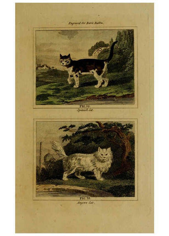 Reproducción/Reproduction 6306327070: Buffon's Natural history. v.6. London:Printed for the Proprietor, and sold by H. D. Symonds,1797-1807