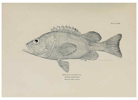 Reproducción/Reproduction 6306165712: The fur seals and fur-seal islands of the North Pacific Ocean. v.3. Washington,Govt. Print. Off.,1898-99