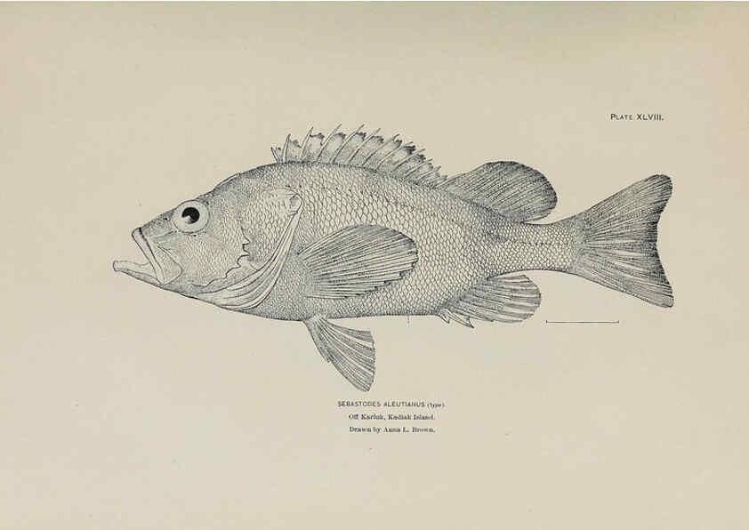 Reproducción/Reproduction 6306165712: The fur seals and fur-seal islands of the North Pacific Ocean. v.3. Washington,Govt. Print. Off.,1898-99