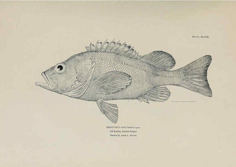 Reproducción/Reproduction 6306165712: The fur seals and fur-seal islands of the North Pacific Ocean. v.3. Washington,Govt. Print. Off.,1898-99