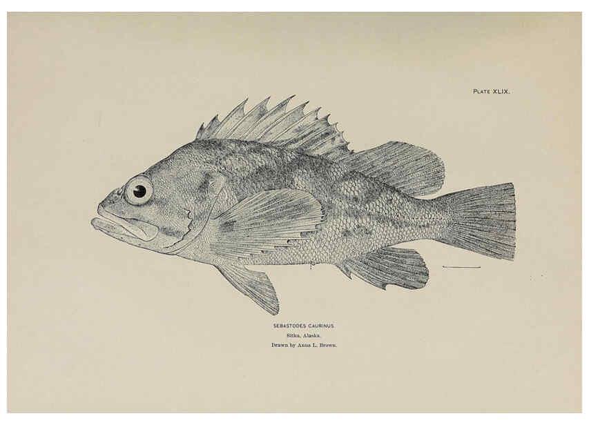 Reproducción/Reproduction 6306165872: The fur seals and fur-seal islands of the North Pacific Ocean. v.3. Washington,Govt. Print. Off.,1898-99