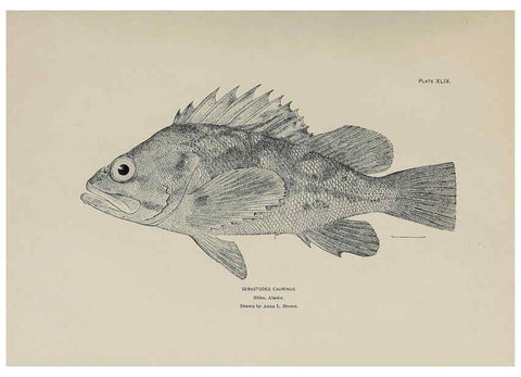 Reproducción/Reproduction 6306165872: The fur seals and fur-seal islands of the North Pacific Ocean. v.3. Washington,Govt. Print. Off.,1898-99