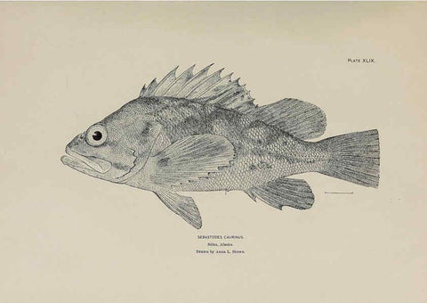Reproducción/Reproduction 6306165872: The fur seals and fur-seal islands of the North Pacific Ocean. v.3. Washington,Govt. Print. Off.,1898-99