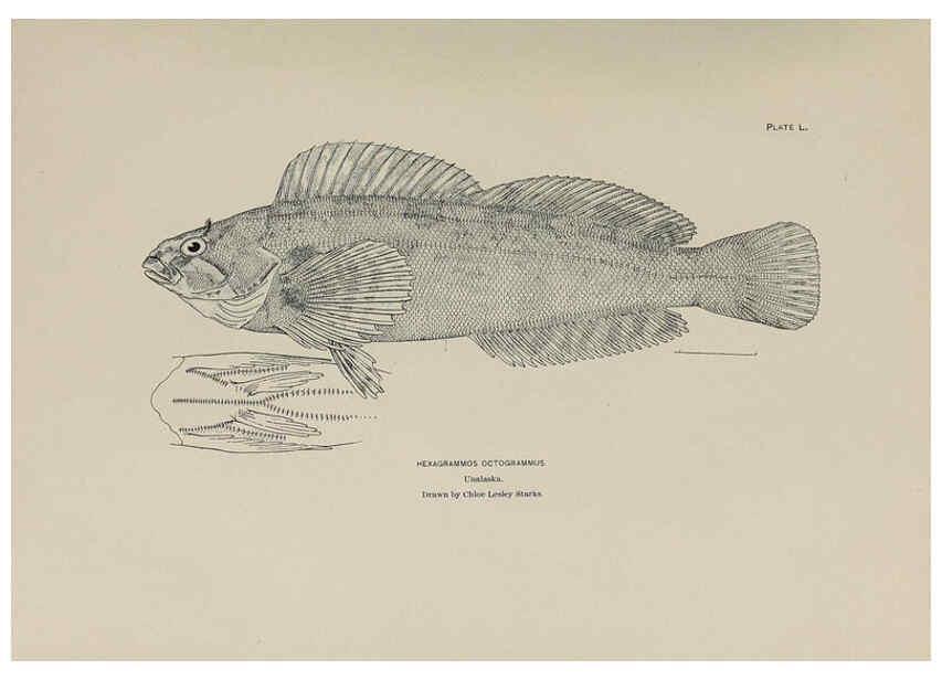 Reproducción/Reproduction 6306166058: The fur seals and fur-seal islands of the North Pacific Ocean. v.3. Washington,Govt. Print. Off.,1898-99