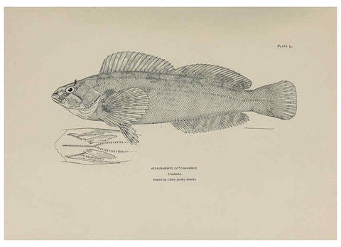 Reproducción/Reproduction 6306166058: The fur seals and fur-seal islands of the North Pacific Ocean. v.3. Washington,Govt. Print. Off.,1898-99