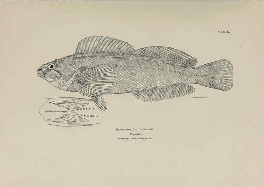 Reproducción/Reproduction 6306166058: The fur seals and fur-seal islands of the North Pacific Ocean. v.3. Washington,Govt. Print. Off.,1898-99