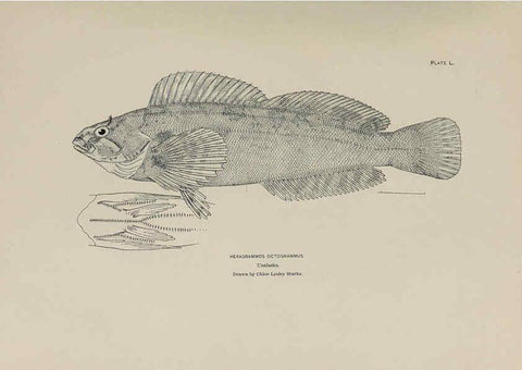 Reproducción/Reproduction 6306166058: The fur seals and fur-seal islands of the North Pacific Ocean. v.3. Washington,Govt. Print. Off.,1898-99