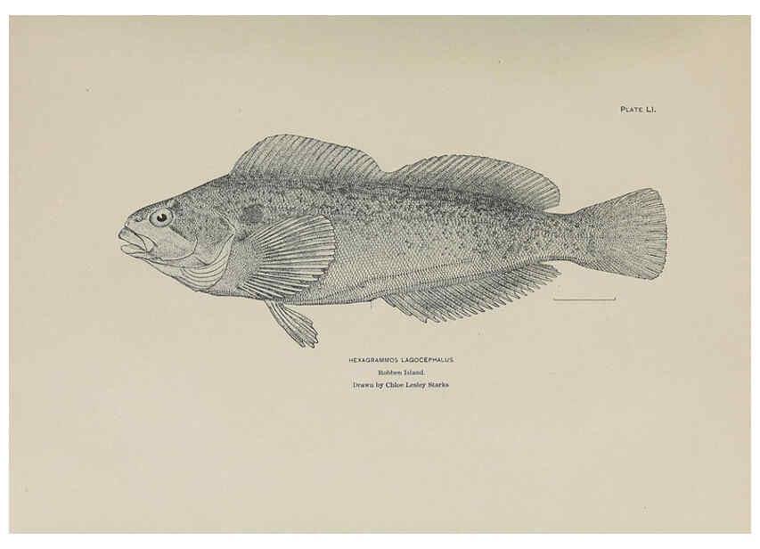 Reproducción/Reproduction 6305642789: The fur seals and fur-seal islands of the North Pacific Ocean. v.3. Washington,Govt. Print. Off.,1898-99