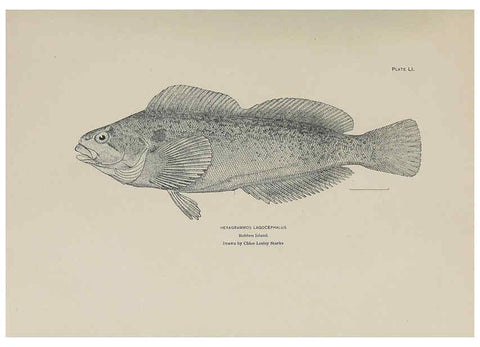 Reproducción/Reproduction 6305642789: The fur seals and fur-seal islands of the North Pacific Ocean. v.3. Washington,Govt. Print. Off.,1898-99