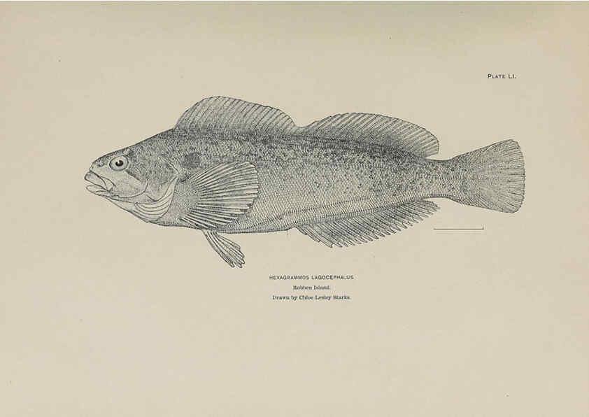 Reproducción/Reproduction 6305642789: The fur seals and fur-seal islands of the North Pacific Ocean. v.3. Washington,Govt. Print. Off.,1898-99