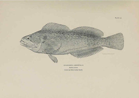 Reproducción/Reproduction 6305642789: The fur seals and fur-seal islands of the North Pacific Ocean. v.3. Washington,Govt. Print. Off.,1898-99