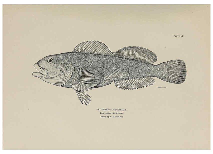 Reproducción/Reproduction 6306166420: The fur seals and fur-seal islands of the North Pacific Ocean. v.3. Washington,Govt. Print. Off.,1898-99