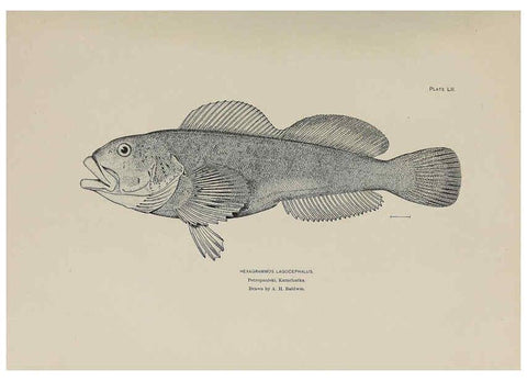 Reproducción/Reproduction 6306166420: The fur seals and fur-seal islands of the North Pacific Ocean. v.3. Washington,Govt. Print. Off.,1898-99