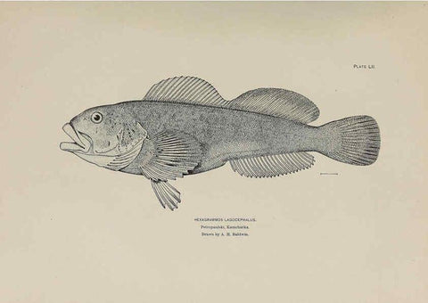 Reproducción/Reproduction 6306166420: The fur seals and fur-seal islands of the North Pacific Ocean. v.3. Washington,Govt. Print. Off.,1898-99