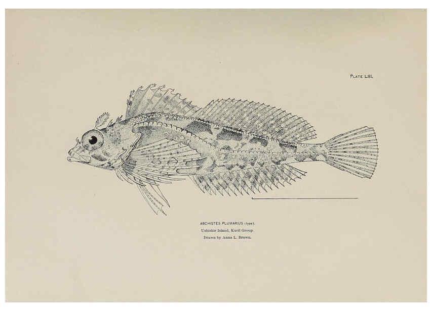 Reproducción/Reproduction 6306166622: The fur seals and fur-seal islands of the North Pacific Ocean. v.3. Washington,Govt. Print. Off.,1898-99