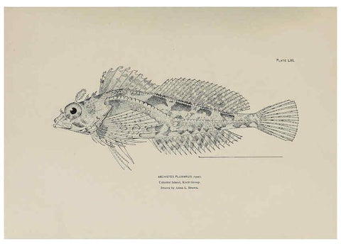 Reproducción/Reproduction 6306166622: The fur seals and fur-seal islands of the North Pacific Ocean. v.3. Washington,Govt. Print. Off.,1898-99