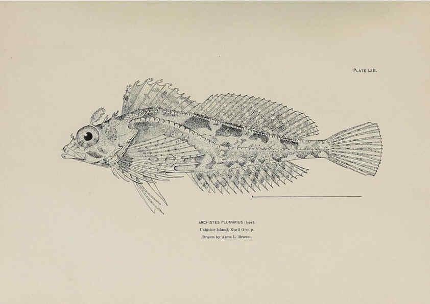 Reproducción/Reproduction 6306166622: The fur seals and fur-seal islands of the North Pacific Ocean. v.3. Washington,Govt. Print. Off.,1898-99
