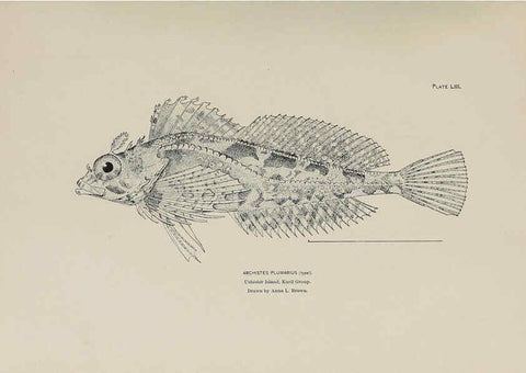 Reproducción/Reproduction 6306166622: The fur seals and fur-seal islands of the North Pacific Ocean. v.3. Washington,Govt. Print. Off.,1898-99