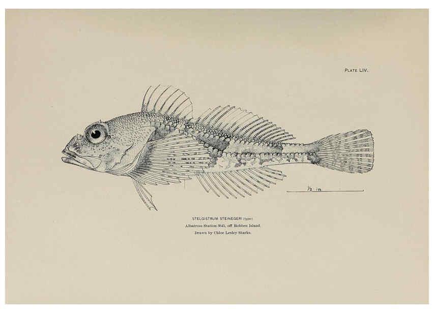 Reproducción/Reproduction 6306166800: The fur seals and fur-seal islands of the North Pacific Ocean. v.3. Washington,Govt. Print. Off.,1898-99
