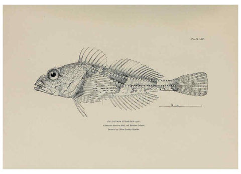 Reproducción/Reproduction 6306166800: The fur seals and fur-seal islands of the North Pacific Ocean. v.3. Washington,Govt. Print. Off.,1898-99