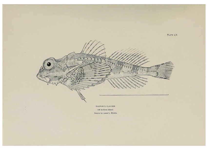 Reproducción/Reproduction 6305643543: The fur seals and fur-seal islands of the North Pacific Ocean. v.3. Washington,Govt. Print. Off.,1898-99