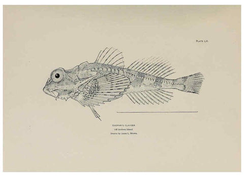 Reproducción/Reproduction 6305643543: The fur seals and fur-seal islands of the North Pacific Ocean. v.3. Washington,Govt. Print. Off.,1898-99
