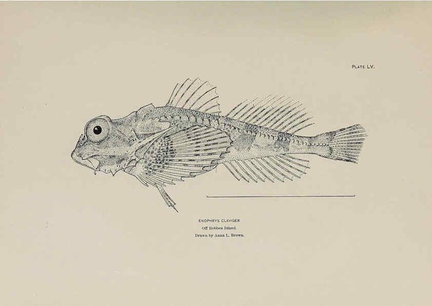 Reproducción/Reproduction 6305643543: The fur seals and fur-seal islands of the North Pacific Ocean. v.3. Washington,Govt. Print. Off.,1898-99