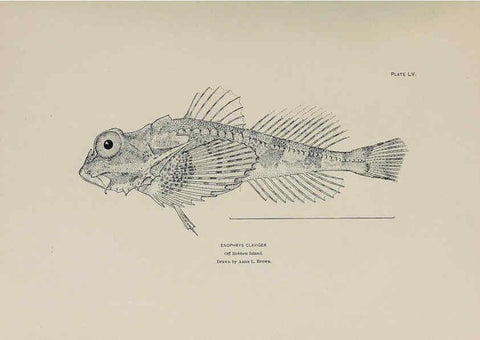 Reproducción/Reproduction 6305643543: The fur seals and fur-seal islands of the North Pacific Ocean. v.3. Washington,Govt. Print. Off.,1898-99