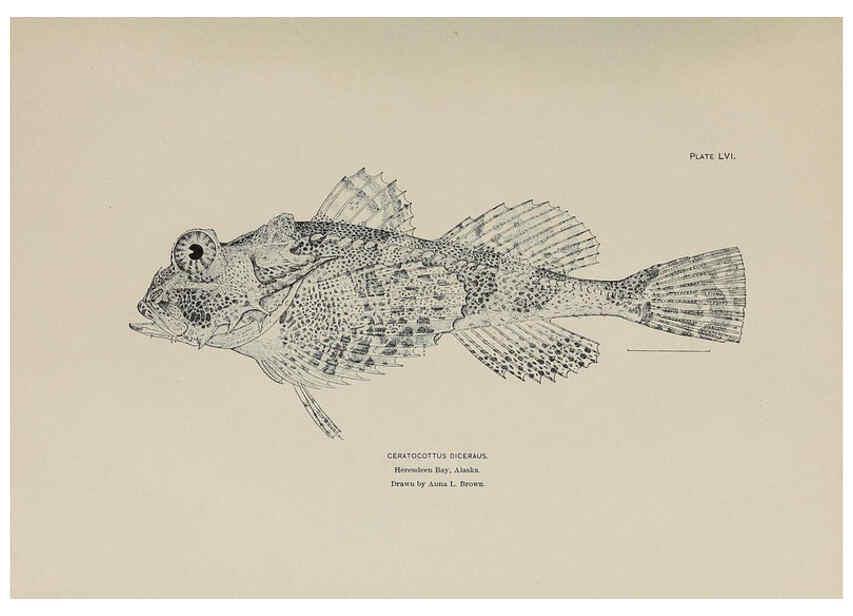 Reproducción/Reproduction 6306167156: The fur seals and fur-seal islands of the North Pacific Ocean. v.3. Washington,Govt. Print. Off.,1898-99
