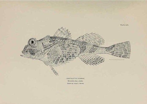 Reproducción/Reproduction 6306167156: The fur seals and fur-seal islands of the North Pacific Ocean. v.3. Washington,Govt. Print. Off.,1898-99