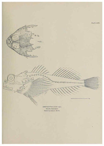 Reproducción/Reproduction 6306167356: The fur seals and fur-seal islands of the North Pacific Ocean. v.3. Washington,Govt. Print. Off.,1898-99