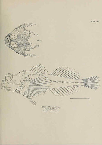 Reproducción/Reproduction 6306167356: The fur seals and fur-seal islands of the North Pacific Ocean. v.3. Washington,Govt. Print. Off.,1898-99