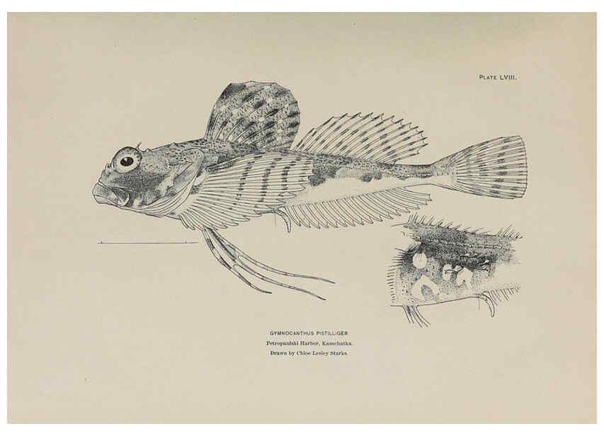 Reproducción/Reproduction 6305644109: The fur seals and fur-seal islands of the North Pacific Ocean. v.3. Washington,Govt. Print. Off.,1898-99