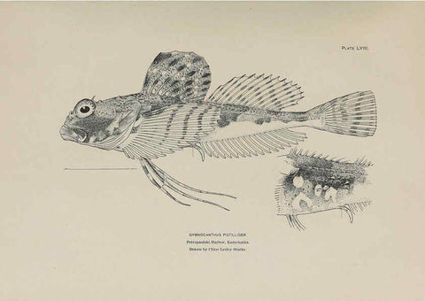 Reproducción/Reproduction 6305644109: The fur seals and fur-seal islands of the North Pacific Ocean. v.3. Washington,Govt. Print. Off.,1898-99