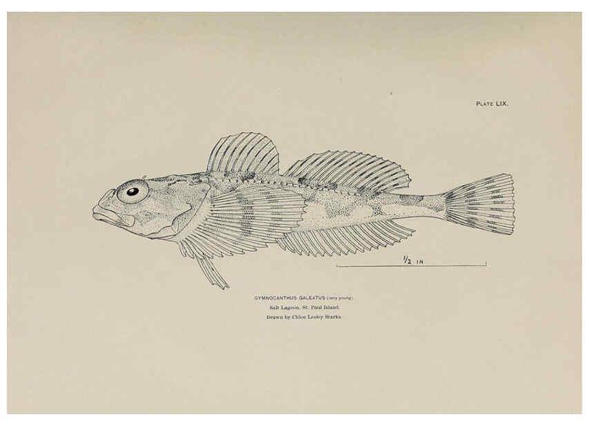 Reproducción/Reproduction 6305644323: The fur seals and fur-seal islands of the North Pacific Ocean. v.3. Washington,Govt. Print. Off.,1898-99