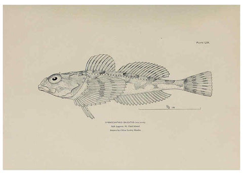 Reproducción/Reproduction 6305644323: The fur seals and fur-seal islands of the North Pacific Ocean. v.3. Washington,Govt. Print. Off.,1898-99