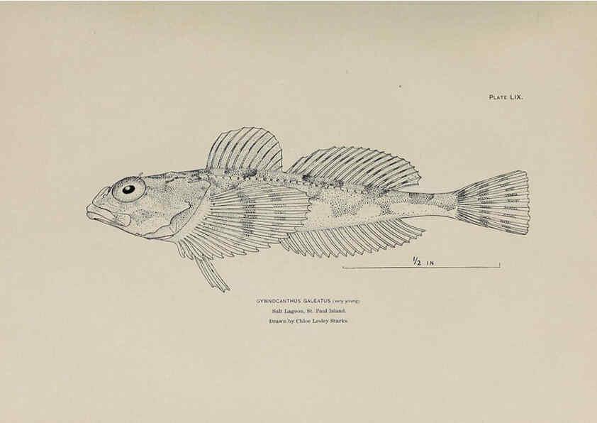 Reproducción/Reproduction 6305644323: The fur seals and fur-seal islands of the North Pacific Ocean. v.3. Washington,Govt. Print. Off.,1898-99
