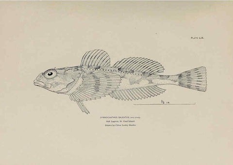 Reproducción/Reproduction 6305644323: The fur seals and fur-seal islands of the North Pacific Ocean. v.3. Washington,Govt. Print. Off.,1898-99